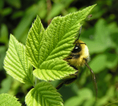 Was hat diese Hummel zu verbergen?