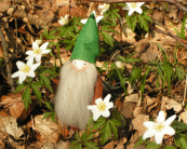 Filipendulus Wundergruen