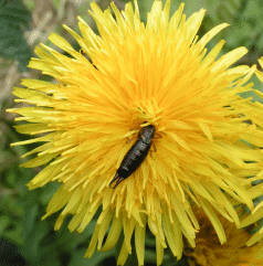 Bluetenrausch